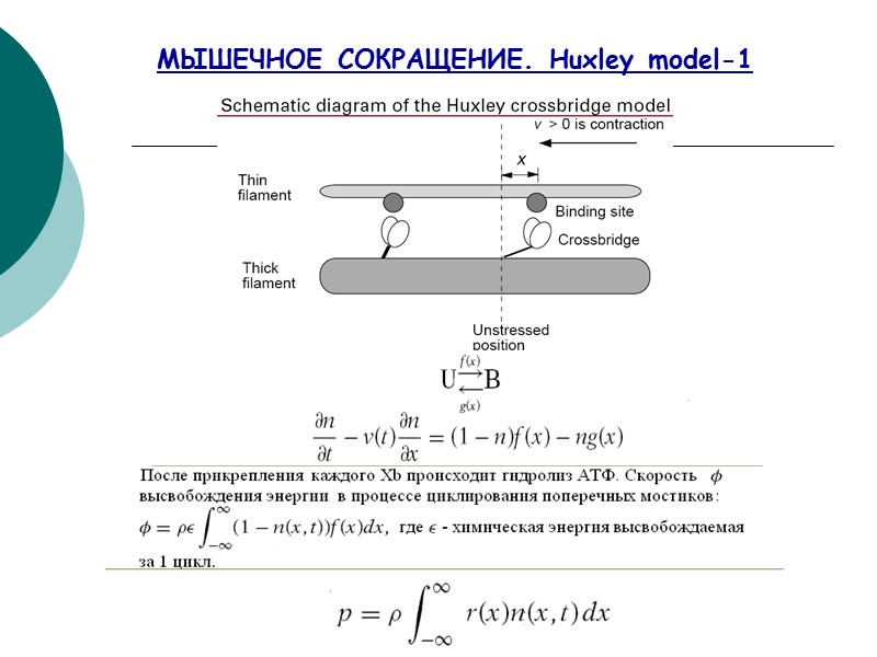 МЫШЕЧНОЕ СОКРАЩЕНИЕ. Huxley model-1